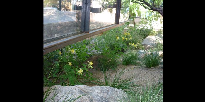 columbine-flowers700x350.jpg
